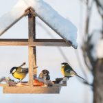 Pourquoi, quand et comment nourrir les oiseaux du jardin ? Quels aliments, les pièges à éviter, tout savoir sur les mangeoires pour oiseaux !