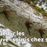 Pour avoir des chauve-souris à la maison, suivez les conseils de Sébastien Lazzaroni, passionné de biodiversité et faune sauvage, pour installer des nichoirs et autres abris à chauve-souris !