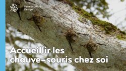 Pour avoir des chauve-souris à la maison, suivez les conseils de Sébastien Lazzaroni, passionné de biodiversité et faune sauvage, pour installer des nichoirs et autres abris à chauve-souris !