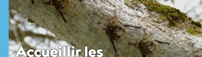 Pour avoir des chauve-souris à la maison, suivez les conseils de Sébastien Lazzaroni, passionné de biodiversité et faune sauvage, pour installer des nichoirs et autres abris à chauve-souris !