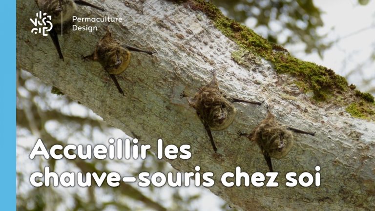 Pour avoir des chauve-souris à la maison, suivez les conseils de Sébastien Lazzaroni, passionné de biodiversité et faune sauvage, pour installer des nichoirs et autres abris à chauve-souris !