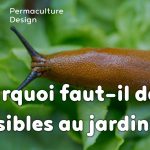 Les nuisibles au jardin ou plutôt les indésirables sont en fait utiles à notre écosystème cultivé