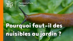 Les nuisibles au jardin ou plutôt les indésirables sont en fait utiles à notre écosystème cultivé