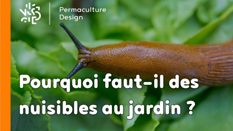 Les nuisibles au jardin ou plutôt les indésirables sont en fait utiles à notre écosystème cultivé