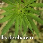 Caractéristiques du paillis de chanvre avec les avantages et inconvénients d’un tel paillage au jardin en permaculture.