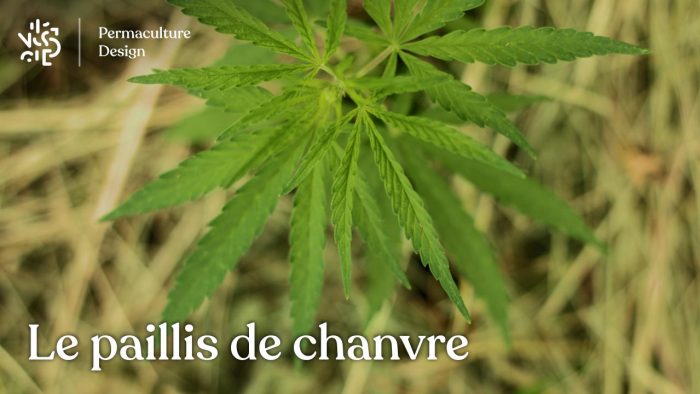 Caractéristiques du paillis de chanvre avec les avantages et inconvénients d’un tel paillage au jardin en permaculture.