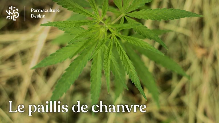 Caractéristiques du paillis de chanvre avec les avantages et inconvénients d’un tel paillage au jardin en permaculture.