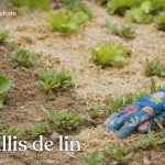 Caractéristiques, avantages et inconvénients du paillis de lin aussi appelé paillette de lin pour une utilisation en paillage dans votre jardin en permaculture.