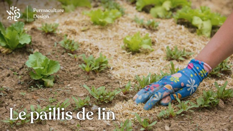Caractéristiques, avantages et inconvénients du paillis de lin aussi appelé paillette de lin pour une utilisation en paillage dans votre jardin en permaculture.