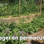Des stratégies de culture au design, découvrez tout ce qu’il faut savoir pour pratiquer la permaculture au jardin potager.