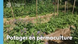 Des stratégies de culture au design, découvrez tout ce qu’il faut savoir pour pratiquer la permaculture au jardin potager.