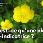 Observer les plantes bio-indicatrices donne de nombreux renseignements sur la composition et l’état des sols dans lesquels elles poussent.