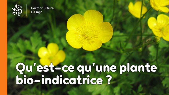 Observer les plantes bio-indicatrices donne de nombreux renseignements sur la composition et l’état des sols dans lesquels elles poussent.