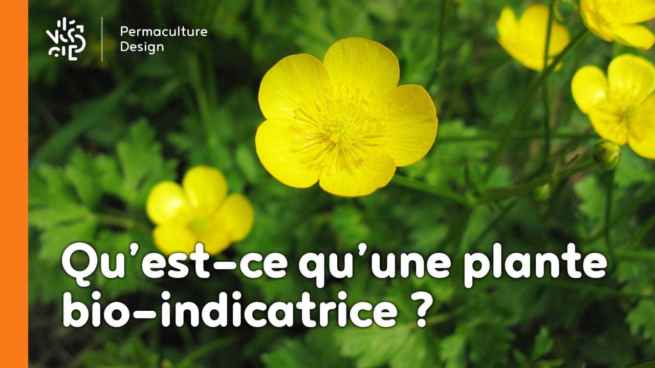 Qu’est-ce qu’une plante bio-indicatrice et que dit-elle sur votre sol ?