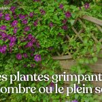 Retrouvez une sélection de plantes grimpantes adaptées pour des expositions à l’ombre, la mi-ombre ou le plein soleil.
