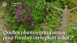 Retrouvez une sélection de plantes grimpantes adaptées pour des expositions à l’ombre, la mi-ombre ou le plein soleil.