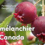 L’amélanchier canadensis ou amélanchier du Canada est une plante rustique très utile en permaculture.