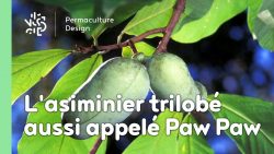 L’asiminier trilobé aussi appelé Paw Paw