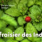 Le fraisier des Indes est une plante servant de couvre-sol vivant très utile en permaculture.