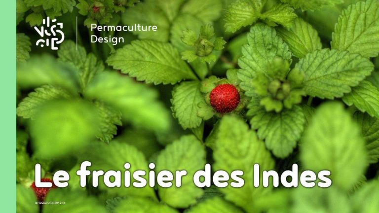 Le fraisier des Indes est une plante servant de couvre-sol vivant très utile en permaculture.