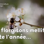 Liste des meilleures plantes mellifères pour nourrir les abeilles avec des floraisons toute l’année