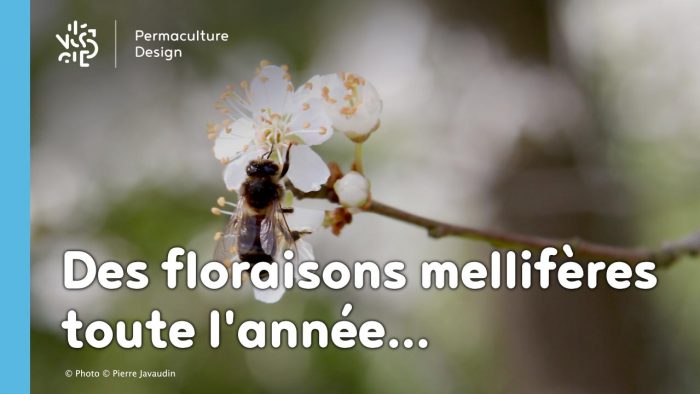 Liste des meilleures plantes mellifères pour nourrir les abeilles avec des floraisons toute l’année