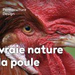Hervé Husson nous raconte la vraie nature de la poule, ses origines et l’histoire de son élevage à travers les âges.