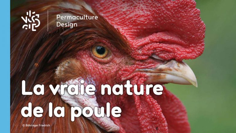 Hervé Husson nous raconte la vraie nature de la poule, ses origines et l’histoire de son élevage à travers les âges.