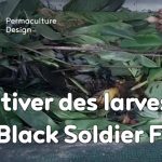 Exemple de culture de larves d’hermetia illucens, aussi appelées black soldier fly, pour nourrir les poules dans un poulailler en permaculture.