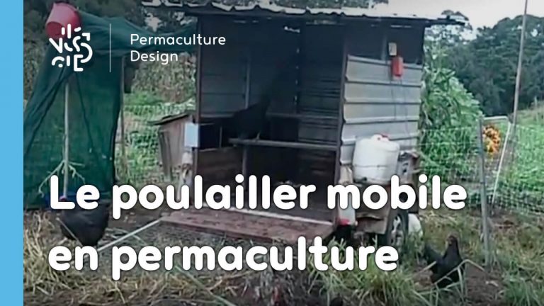 Exemple de poulailler mobile en permaculture permettant de profiter de l’instinct naturel des poules à gratter le sol et le fertiliser avant culture.