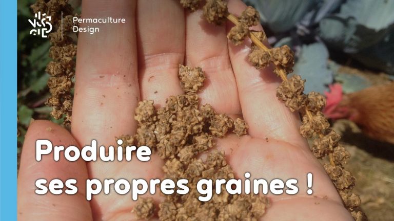 produire-graines-semences-permaculture-design_01