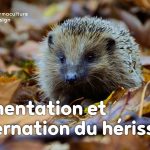 Découvrez ce que mange un hérisson, sa nourriture favorite mais aussi ses besoins en terme d’abri, son hibernation…