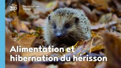 Découvrez ce que mange un hérisson, sa nourriture favorite mais aussi ses besoins en terme d’abri, son hibernation…