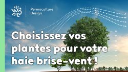 Faire un bon choix de plantes pour sa haie brise-vent en permaculture.