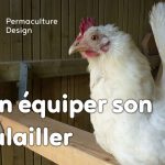 Poule blanche sur son perchoir aménagé