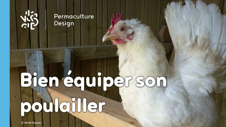 Poule blanche sur son perchoir aménagé