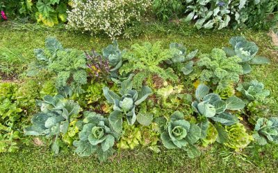 Comment faire un potager en permaculture ?