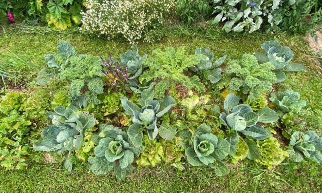 Comment faire un potager en permaculture ?