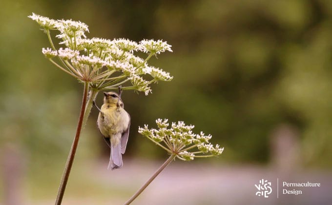 Mésange en train de manger des pucerons au potager en permaculture.