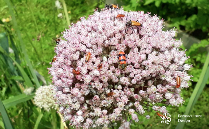 Insectes divers sur fleur de poireau .