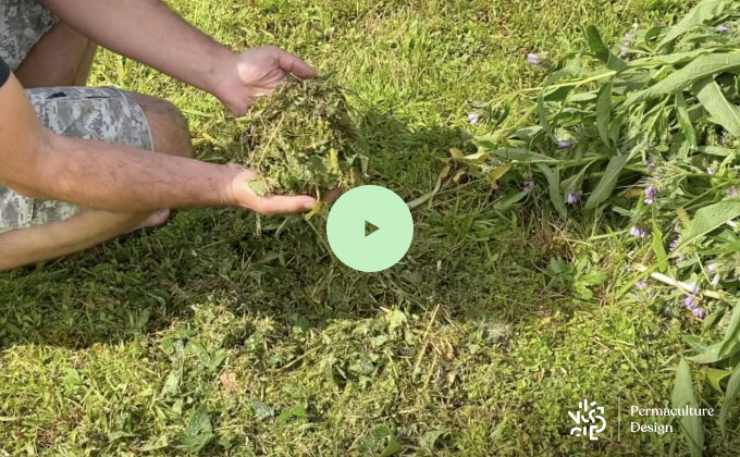 Consoude coupée et broyée pour servir de paillage ou mulch.