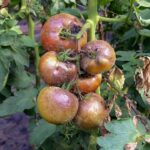 Tomates atteintes par le mildiou
