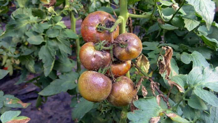 Tomates atteintes par le mildiou