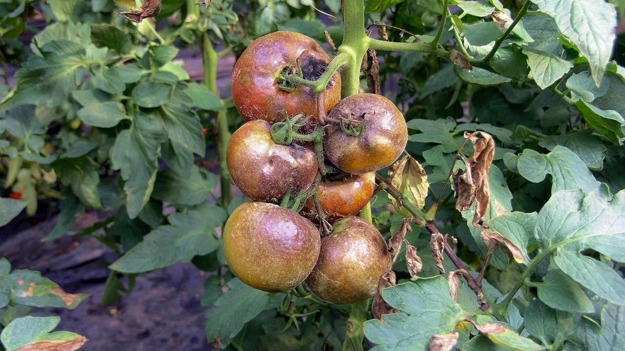 Tomates atteintes par le mildiou