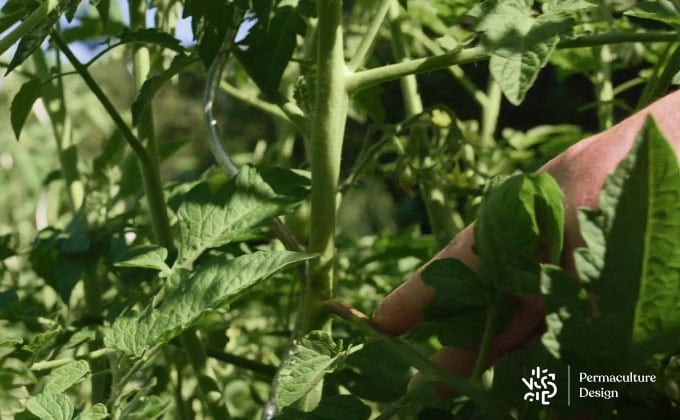 Application d’un soin curatif sur tige de tomate atteinte par le mildiou dans un potager en permaculture.