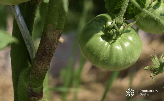 Mildiou sur tige de tomate stoppé dans son développement par un traitement naturel à base de miel.