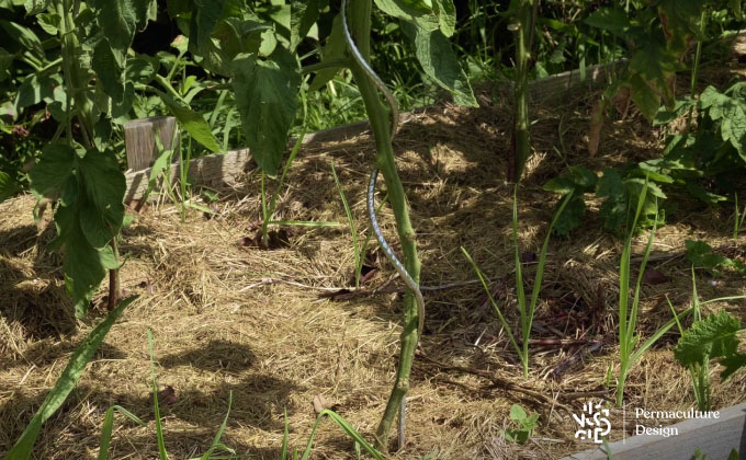 Plants de tomates taillés au niveau des feuilles basses pour éviter le mildiou au potager en permaculture.