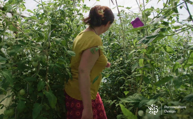 Culture de tomates non taillées sous serre protégée du mildiou.