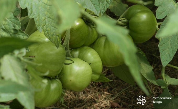 Tomates de la variété ‘Brandywine Pink’ encore vertes.