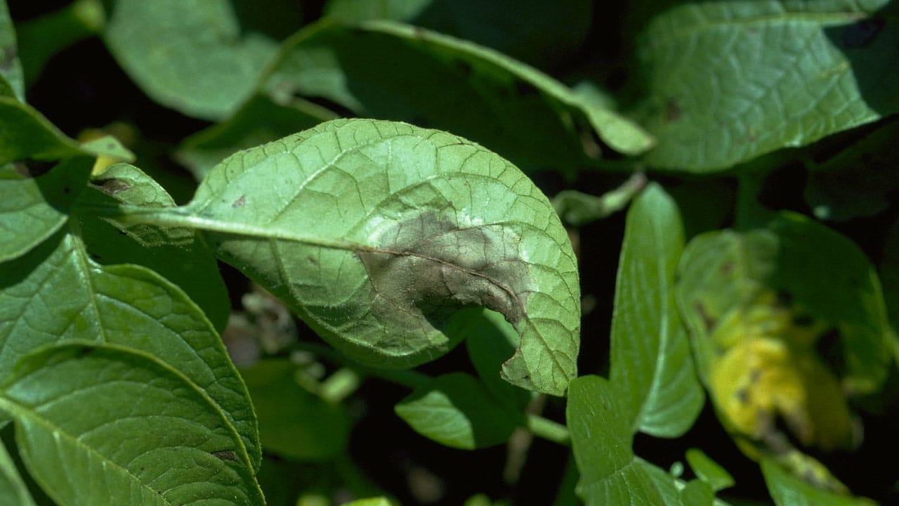 Mildiou sur feuille de pomme de terre